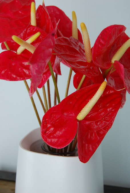 Anthurium Red Small 1