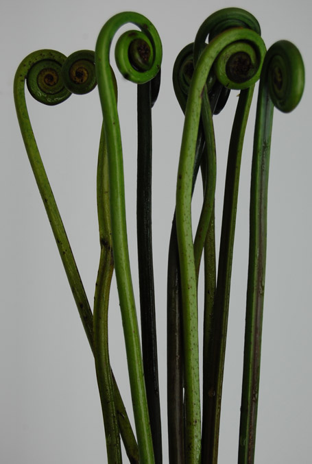 Uluhe Green Medium