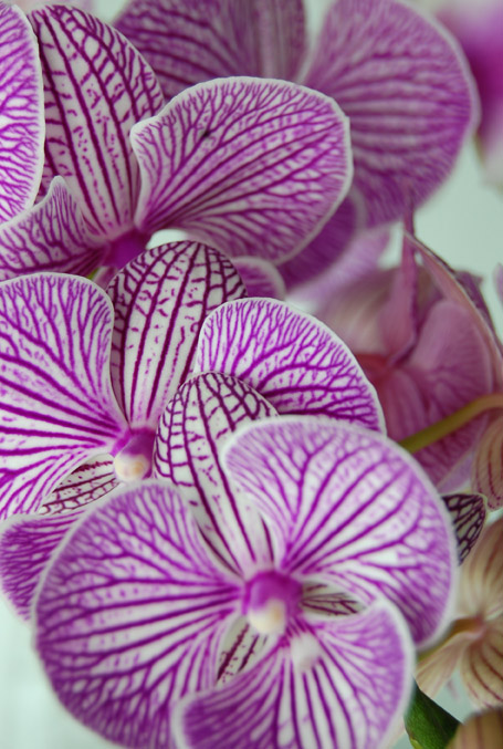 Phal 5 inch assorted