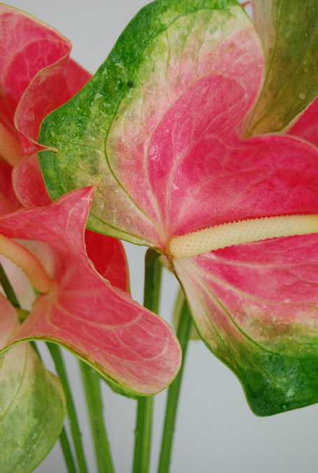 Anthurium Buterfly Large 1