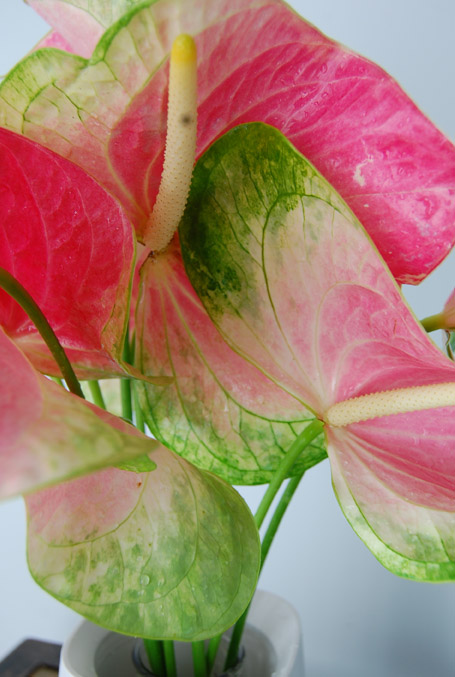 Anthurium Butterfly Small 1