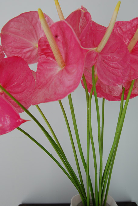Anthurium Pink Medium 1