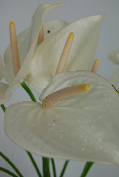 Anthurium Small1