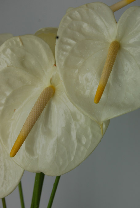 Anthurium White Large 1