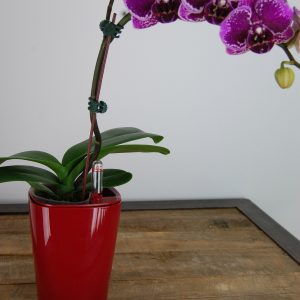 Mini Deltini w orchid