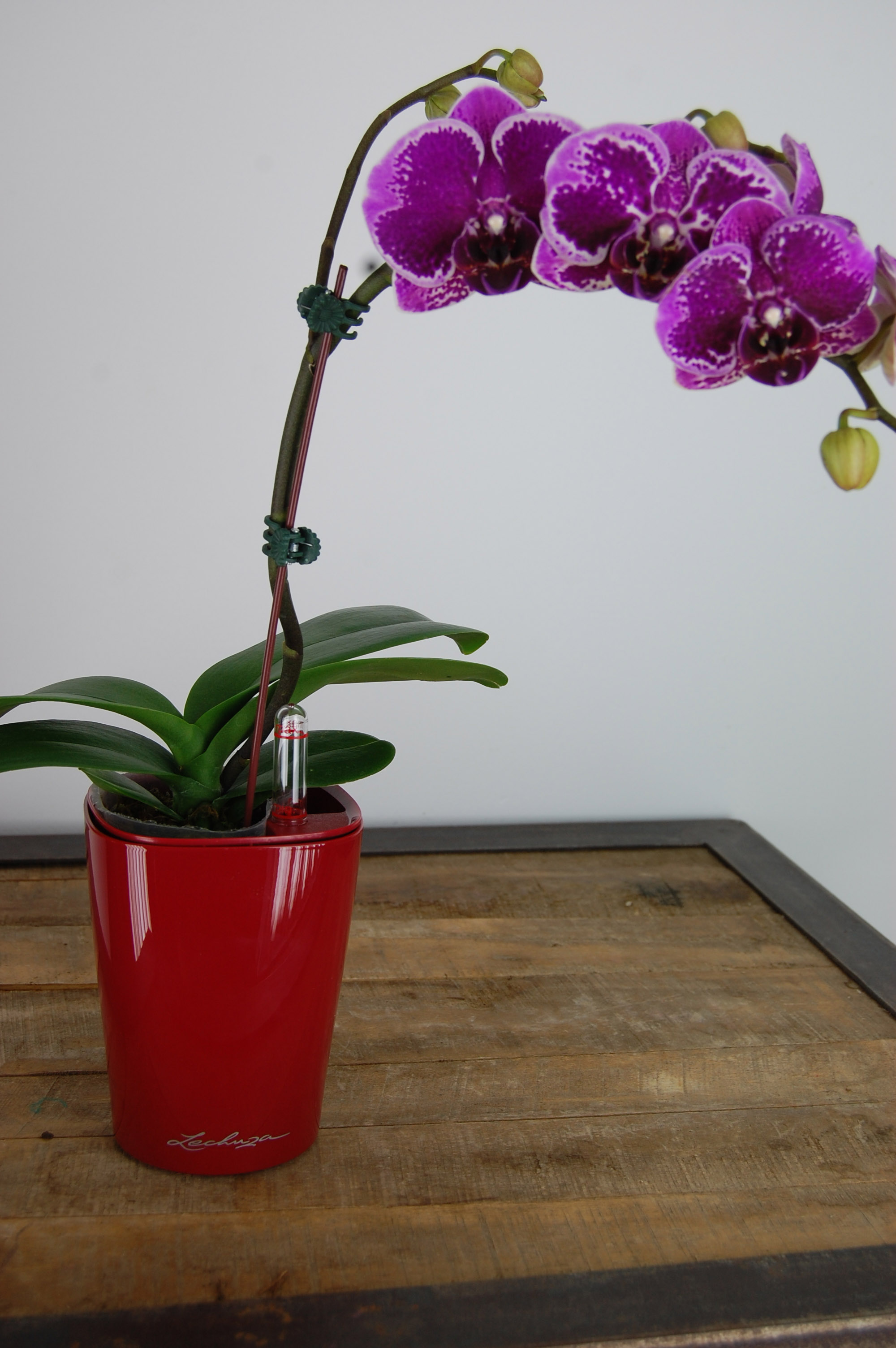 Mini Deltini w orchid