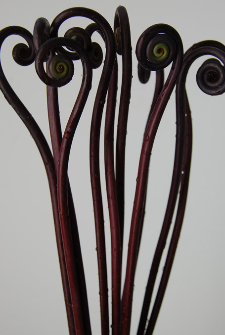 Uluhe Fern Curls Brown Medium